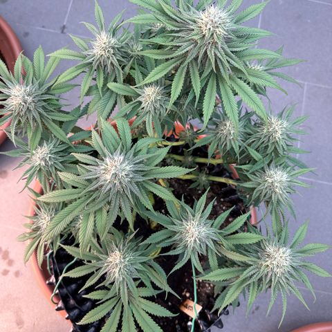 Laura growlog timeline photo