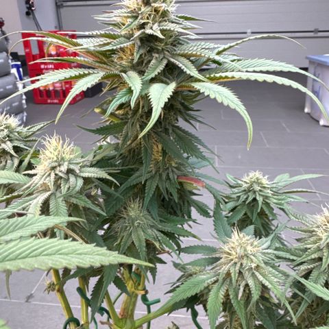 Laura growlog timeline photo