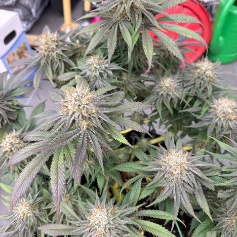 Laura growlog timeline photo