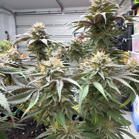 Laura growlog timeline photo