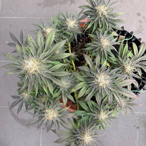Laura growlog timeline photo