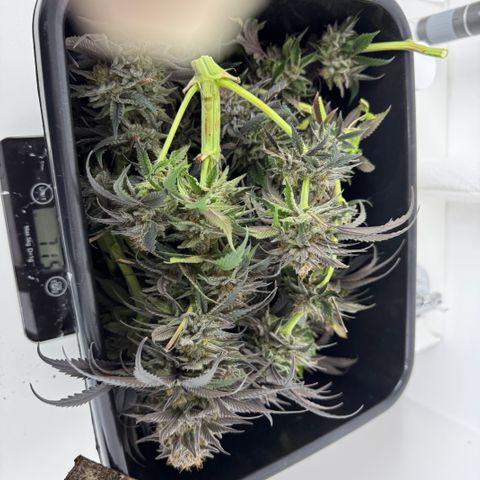 Laura growlog timeline photo