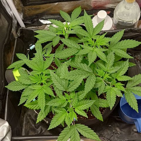 White wirdow  growlog timeline photo
