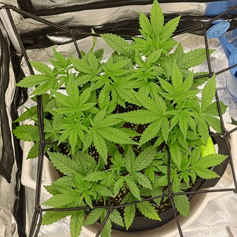 White wirdow  growlog photo: Looking healthy and happy 