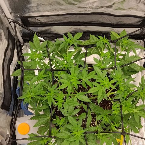 White wirdow  growlog timeline photo