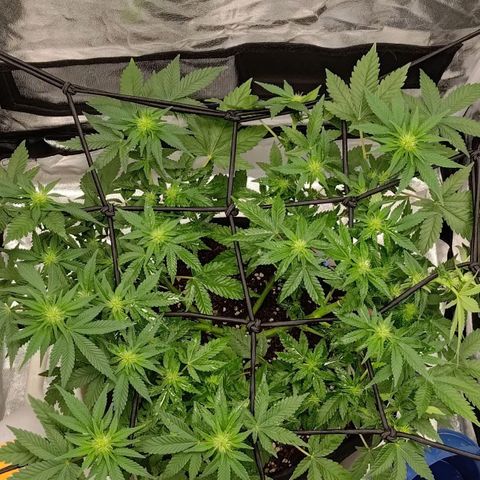 White wirdow  growlog timeline photo