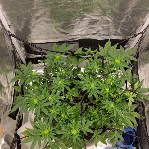 White wirdow  growlog timeline photo