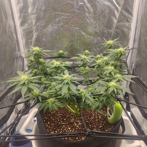 White wirdow  growlog timeline photo