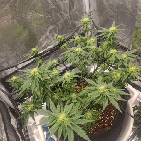 White wirdow  growlog timeline photo
