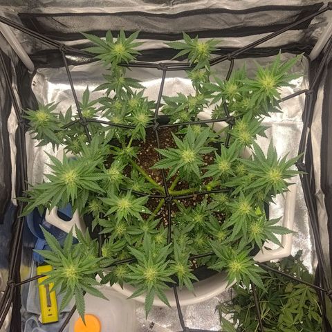 White wirdow  growlog timeline photo