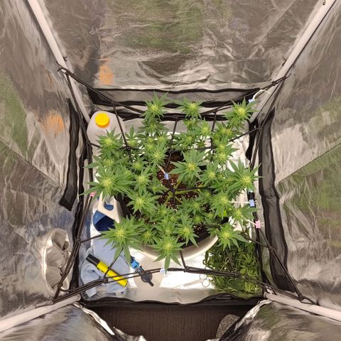 White wirdow  growlog timeline photo