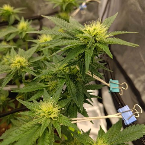 White wirdow  growlog timeline photo