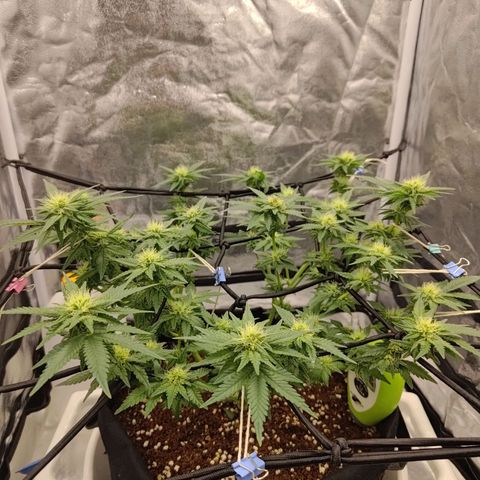 White wirdow  growlog timeline photo