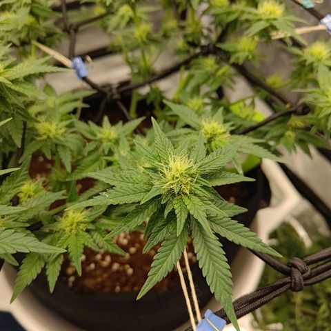 White wirdow  growlog timeline photo