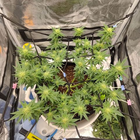 White wirdow  growlog photo: Light smell 