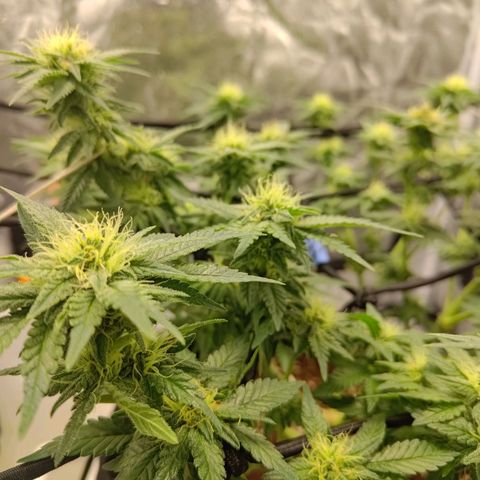 White wirdow  growlog photo: Light smell 
