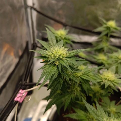 White wirdow  growlog photo: Light smell 