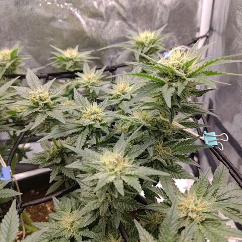 White wirdow  growlog timeline photo