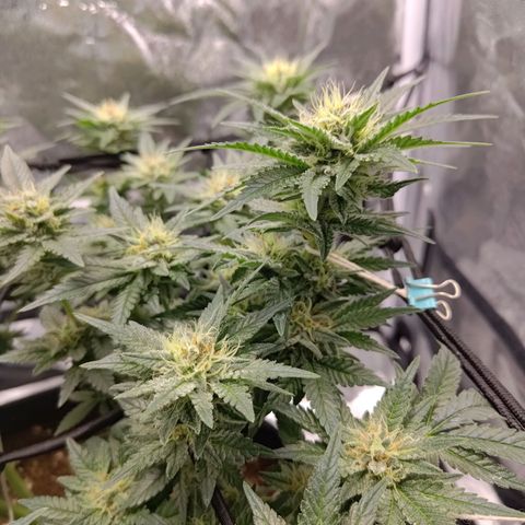 White wirdow  growlog timeline photo