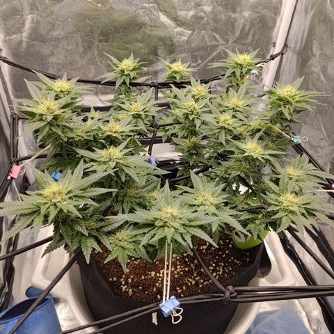 White wirdow  growlog timeline photo