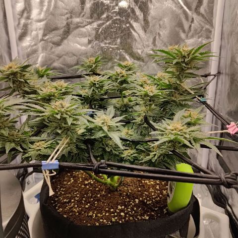 White wirdow  growlog timeline photo