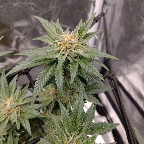 White wirdow  growlog timeline photo