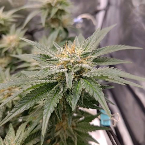 White wirdow  growlog timeline photo