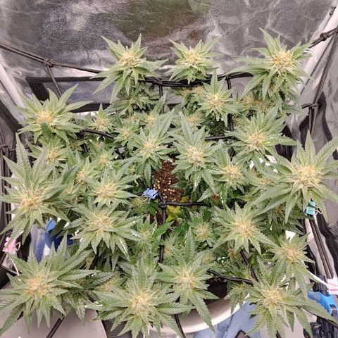 White wirdow  growlog timeline photo