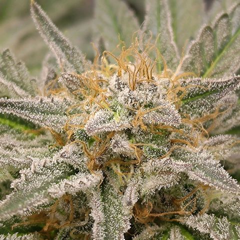White wirdow  growlog timeline photo