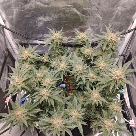 White wirdow  growlog timeline photo