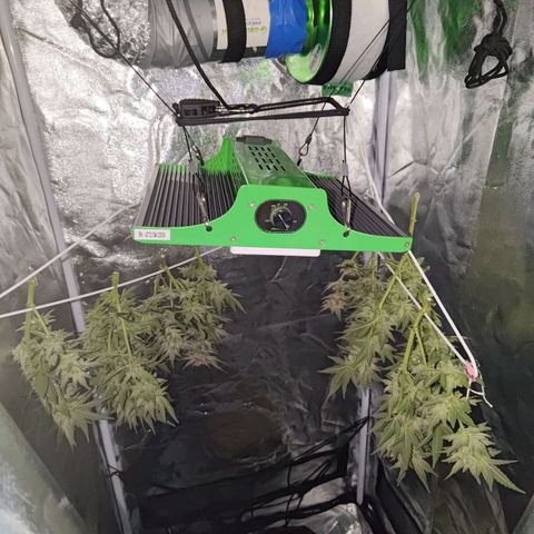 White wirdow  growlog timeline photo