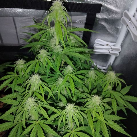 Epsilon #1 growlog timeline photo