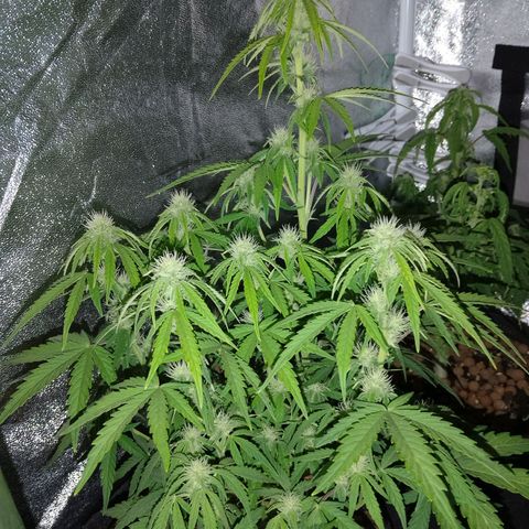 Epsilon #1 growlog timeline photo