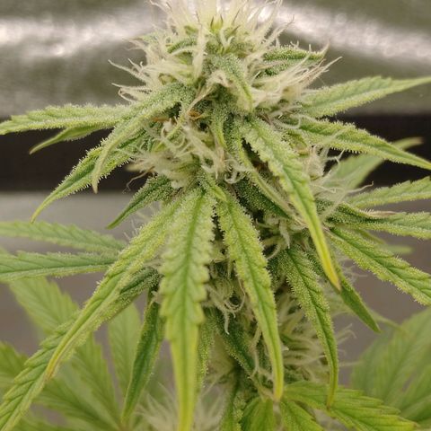 Epsilon #1 growlog timeline photo