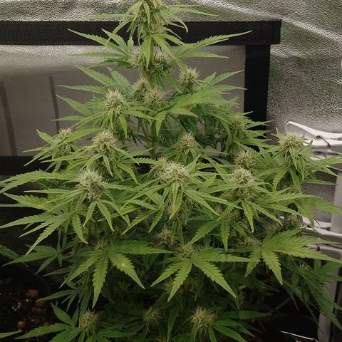 Epsilon #1 growlog timeline photo
