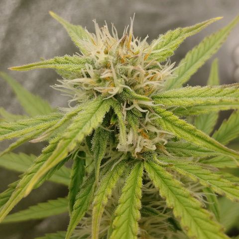 Epsilon #1 growlog timeline photo