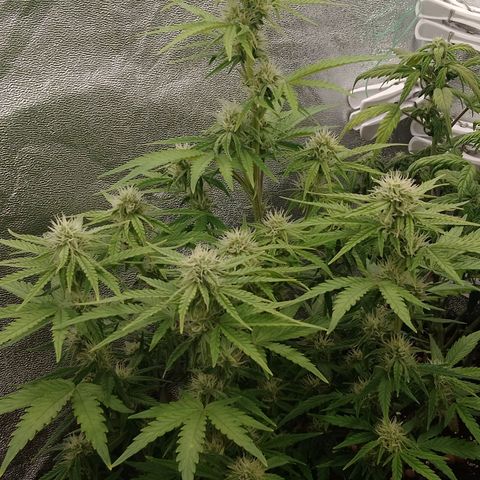 Epsilon #1 growlog timeline photo