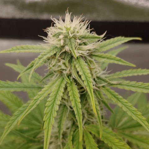 Epsilon #1 growlog timeline photo