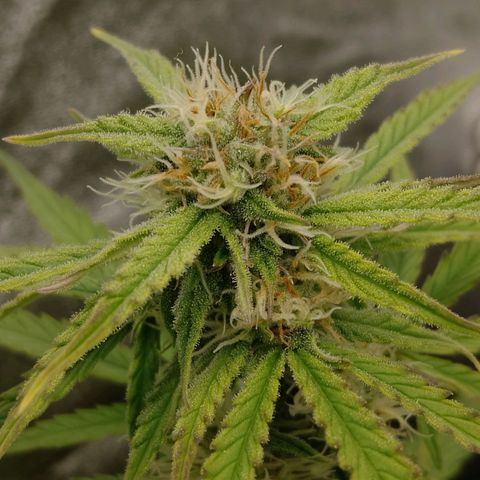 Epsilon #1 growlog timeline photo
