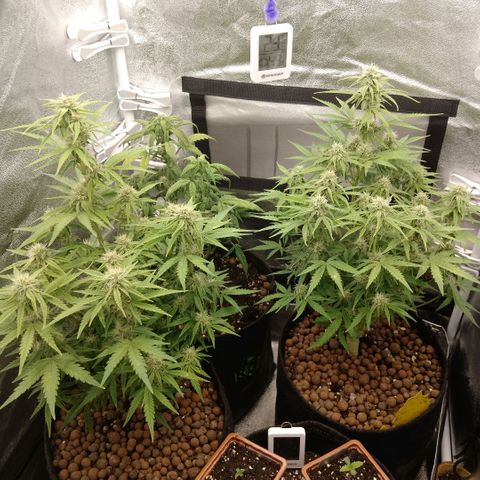 Epsilon #1 growlog timeline photo
