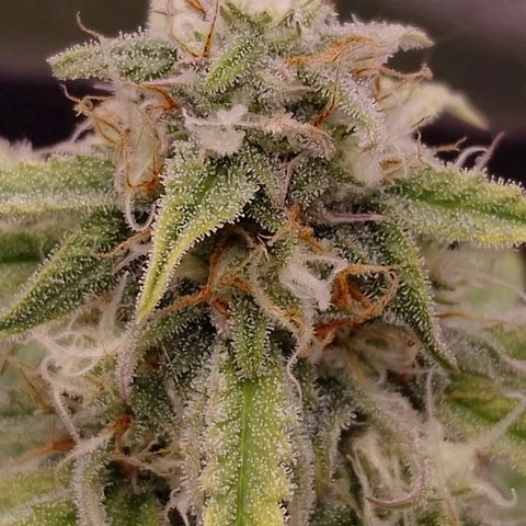 Epsilon #1 growlog timeline photo