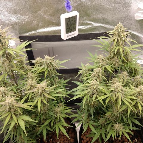 Epsilon #1 growlog timeline photo