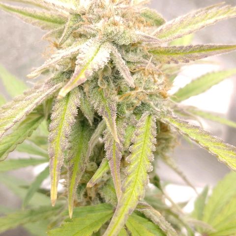 Epsilon #1 growlog timeline photo