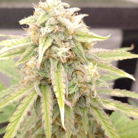 Epsilon #1 growlog timeline photo