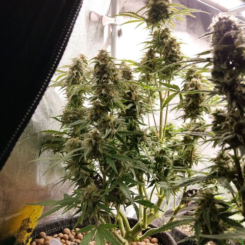 Epsilon #1 growlog timeline photo