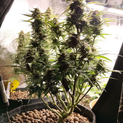 Epsilon #1 growlog timeline photo