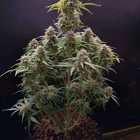 Epsilon #1 growlog timeline photo