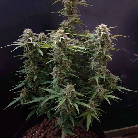 Epsilon #1 growlog timeline photo