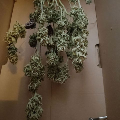 Epsilon #1 growlog timeline photo