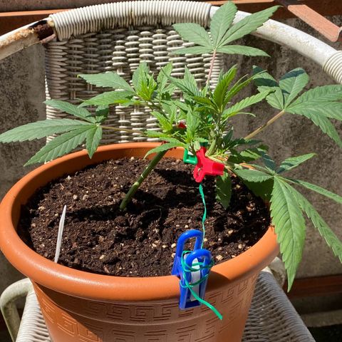 Blueberry Cookies growlog timeline photo